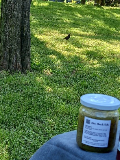 Neben einem Baum ist eine Amsel im Gras. Vor dem Baum im Bild ein Glas Kiwi-Tonkabohnen-Marmelade auf einem Tisch.