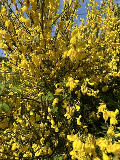A bush of vibrant yellow flowers in full bloom under a clear blue sky.