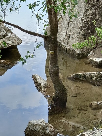 Weiss-gelbe Wegmarkierung an einem von Wasser umgebenen Baum.