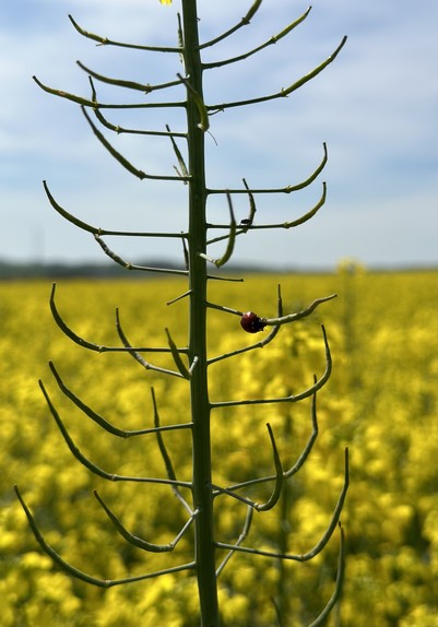 This image shows a stem or a plant structure with green, slender, curved branches resembling that of a plant from the cruciferous family, possibly canola (rapeseed). There is a ladybug (ladybird beetle) perched on one of the branches.In the background, there is a blurred field of yellow flowers, likely the same type of plant as the one in focus, suggesting an expansive cultivated field.The close-up of the plant with the ladybug provides a sharp contrast with the out-of-focus background, emphasizing the texture and details of the plant and insect while creating a pleasing visual depth. The sky is clear, contributing to the bright and vibrant atmosphere of the scene.
