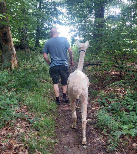 Martin unterwegs mit Wanderbandenalpaka Benvindo unterwegs im Wald. Beide laufen auf einem engen Waldpfad und sind von hinten fotografiert. 