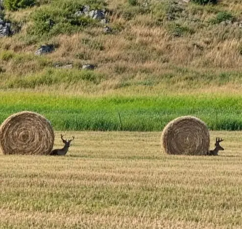 The photo shows two male deer (bucks) resting beside round hay bales in a field, creating an optical illusion that makes them look like giant snails.