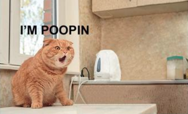 A chonky orange tabby on a sink with a serious expression on its face with its mouth agape and the words "I'm poopin"
It's probably also writing a BASH script to affect refrigerators in France