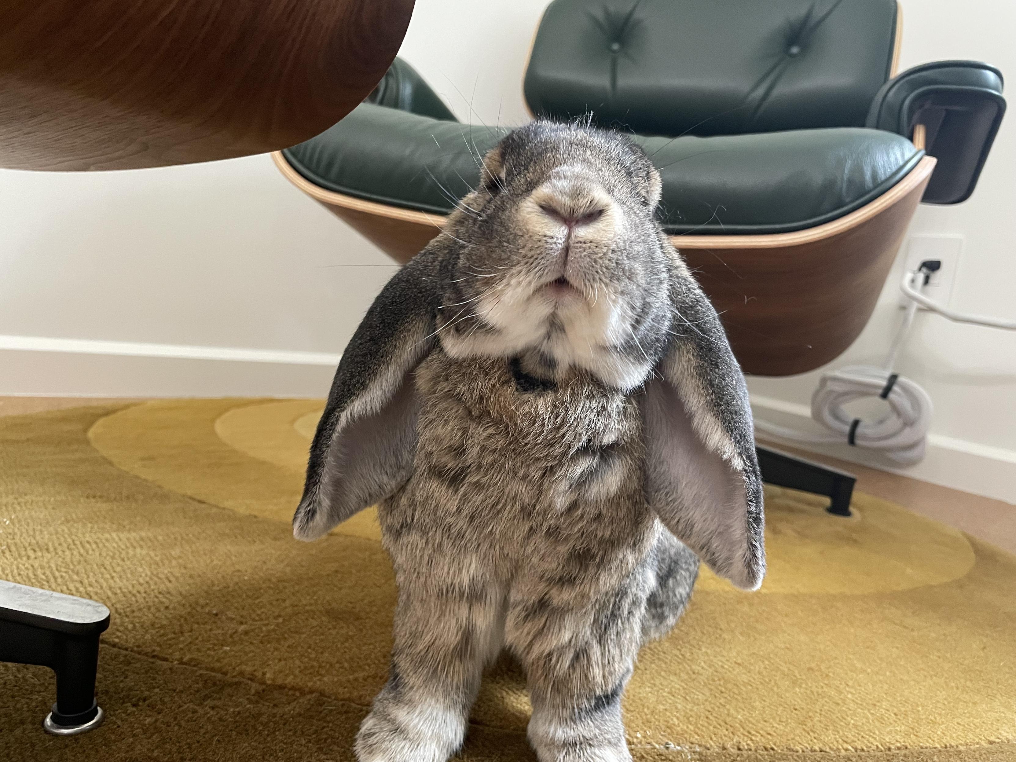 Matilda the bunny standing up and looking up above the camera; the underside of her chin is clearly visible