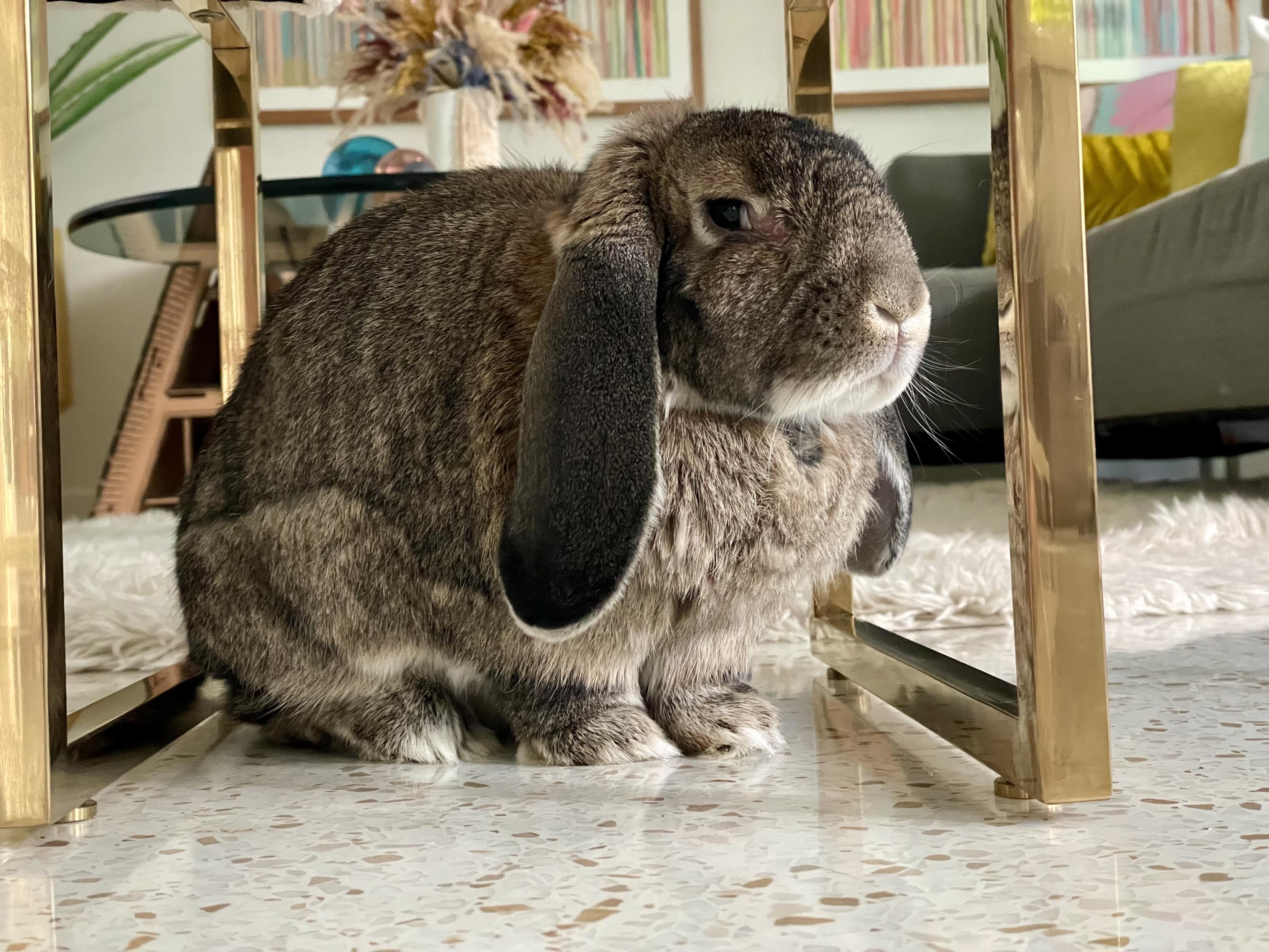 Matilda the bunny sitting on a terrazzo floor between some brass furniture legs