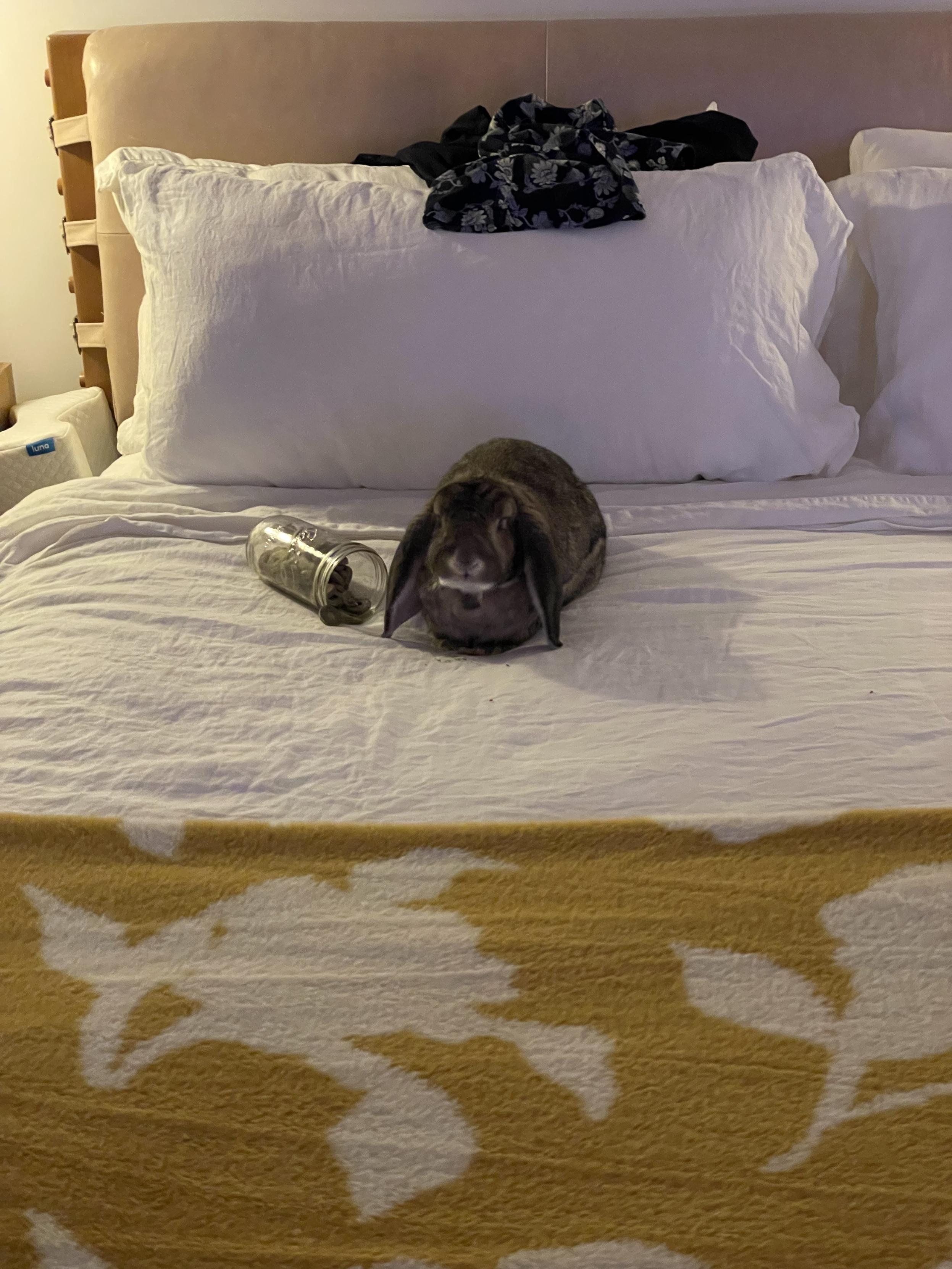 Matilda the bunny, sitting directly in the middle of my side of the bed, in front of my pillow, with a jar of treats next to her