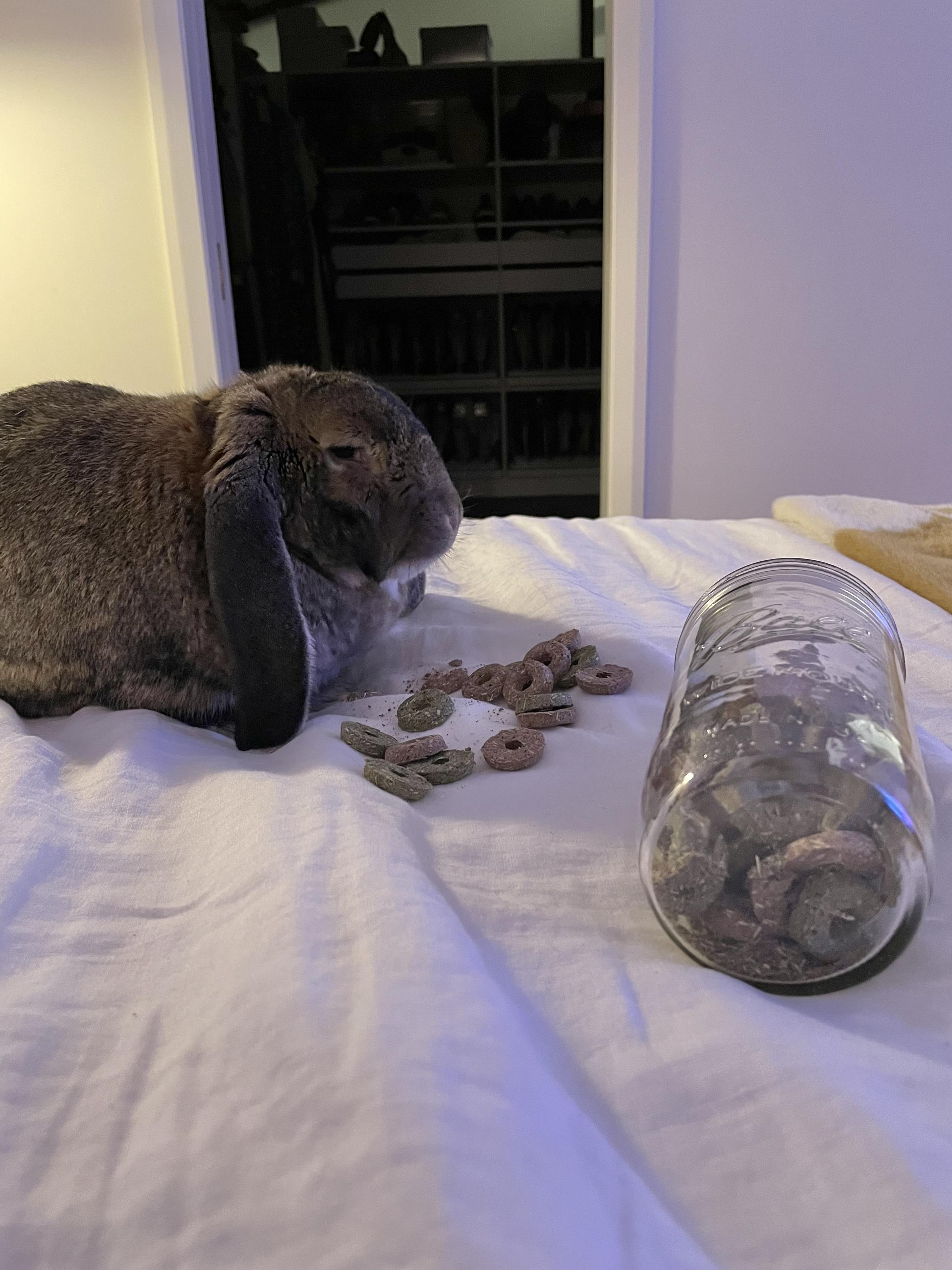 Matilda the bunny sitting on the white comforter of my bed. A pile of hay treats is in front of her, along with an overturned glass jar of treats.