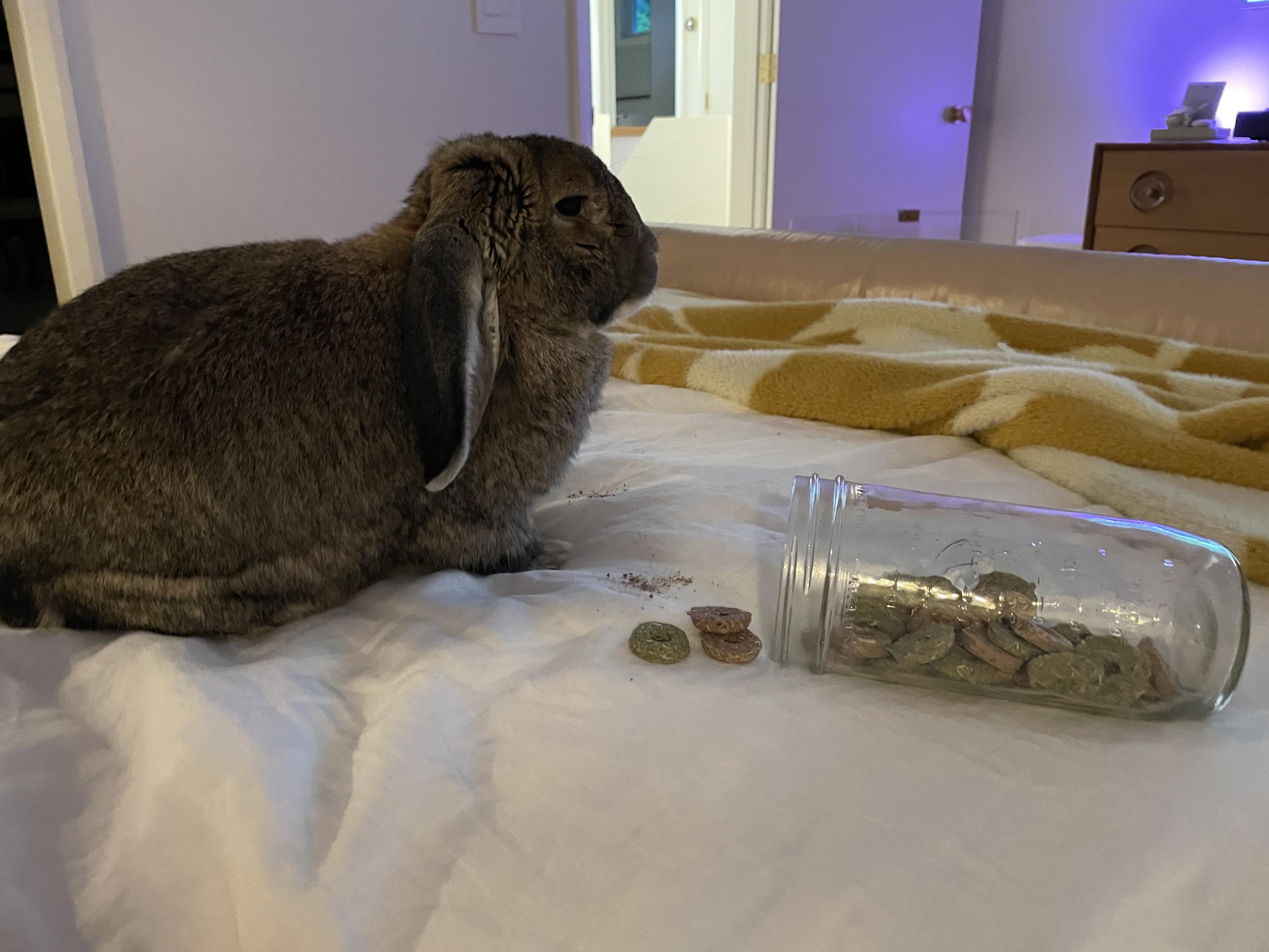 Matilda the bunny on my bed eating some treats scattered in front of her from an overturned glass jar