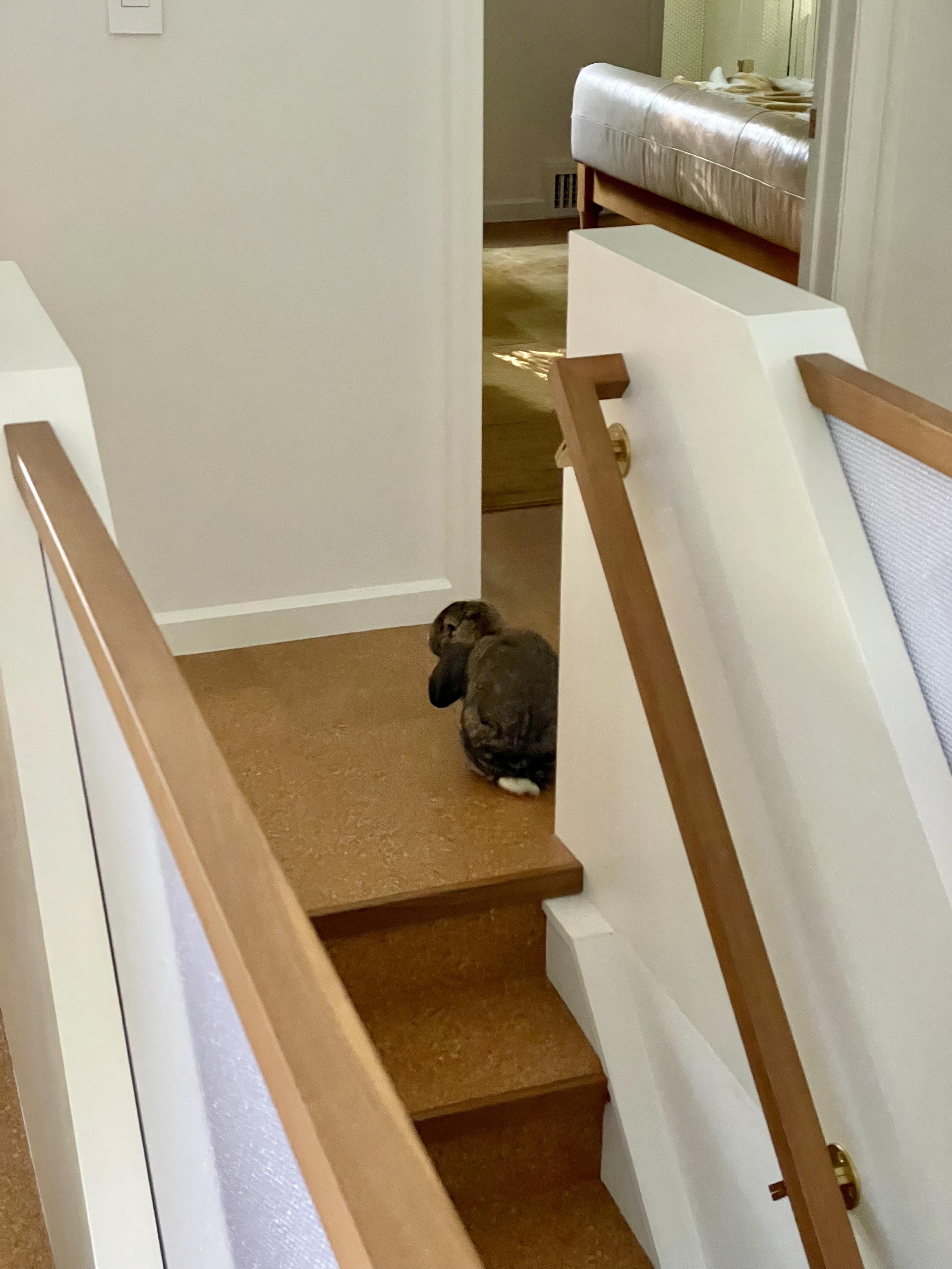 Matilda the bunny near the top of the stairs leading into our basement. She is facing away but has her head turned slightly to the side, as if looking back at the camera over her shoulder