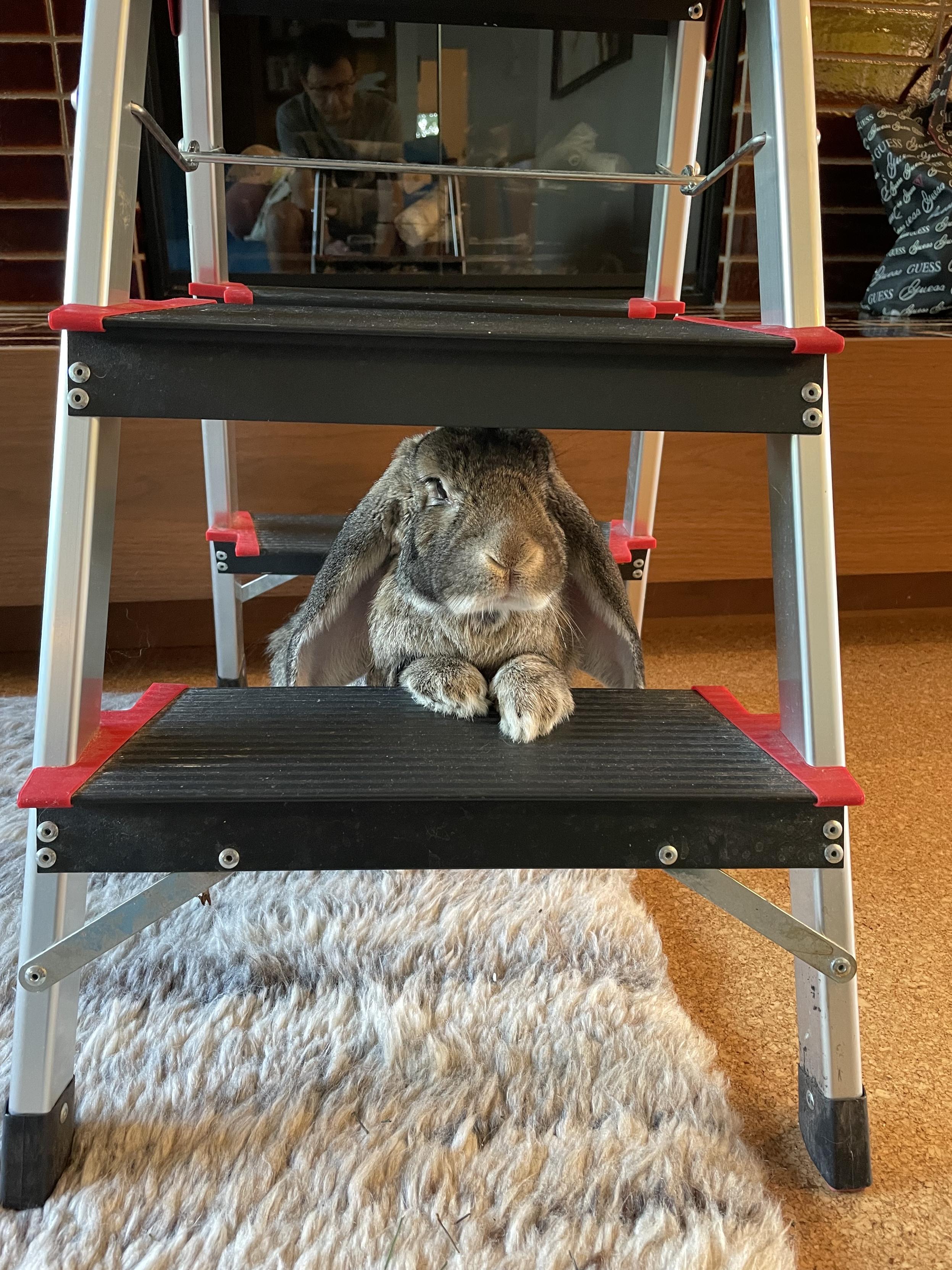 Matilda the bunny under a small 3-step stepladder. She is sitting upright looking out from underneath with her front paws on the first step.