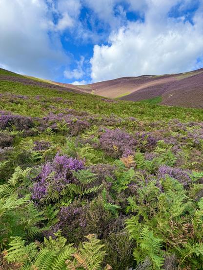 Sunlight illuminating purple hills, dense ferns mixed with heather in the foreground