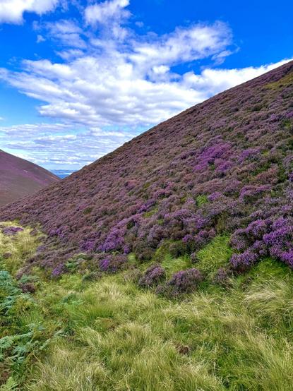 Between two hillsides covered in purple heather