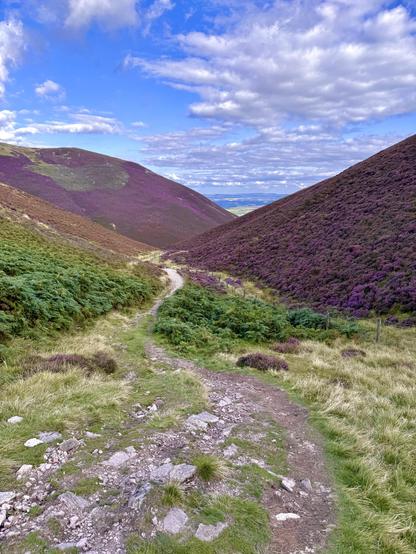 Path between two hillsides covered in purple heather