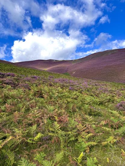 Sunlight peeking through clouds onto purple heather