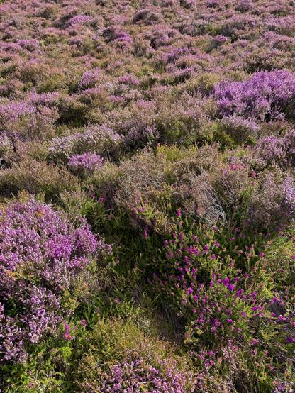 Endless field of orange and purple heather