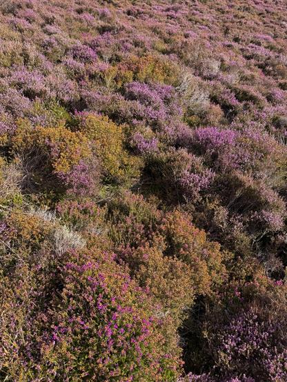 Endless field of orange and purple heather