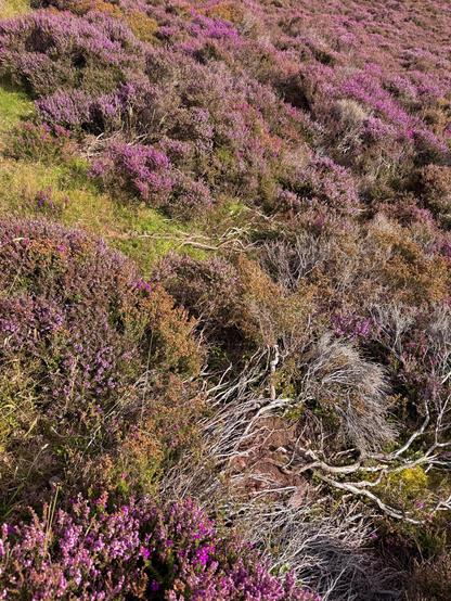 Endless field of orange and purple heather