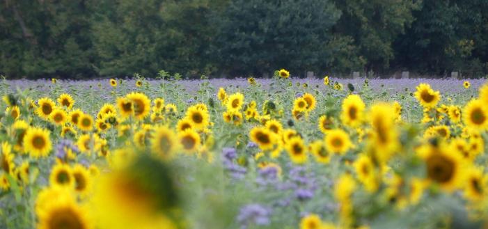 Gründüngung, bestehend aus blühenden Sonnenblumen und lavendelfarben blühender Phacelia