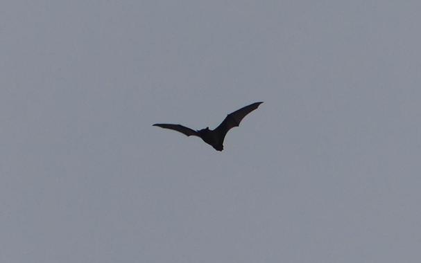 große Fledermaus, schwarz vor hellgrauem Himmel, ihre Ohren sind zu sehen