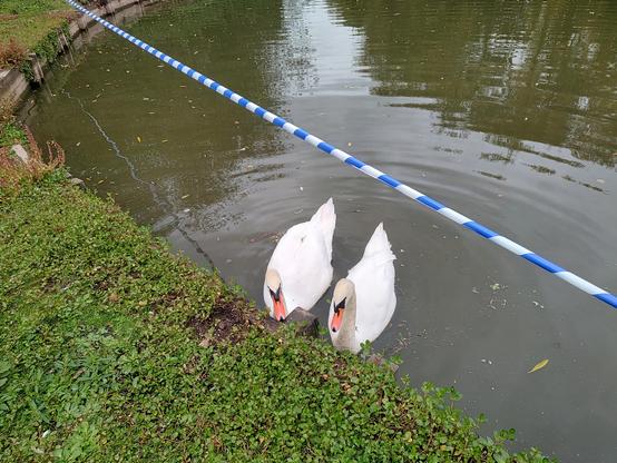 Two swans at the water margin of a lake which crosses the frame diagonally from to left to bottom right. A blue and white striped plastic tape is suspended parallel to it, about a metre high, because the lake has had blue green algae recently. The swans are on the water in the middle of the frame, facing the observer. The larger one, on the left is displaying it's wings slightly.