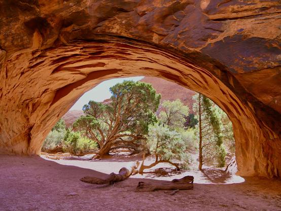 The Navajo Arch, a natural rock archway, frames a view of green trees and a sandy ground, surrounded by red rock formations under a bright blue sky. Sunlight creates a warm glow on the rocks and vegetation. Picture taken at Arches NP, Utah, USA.