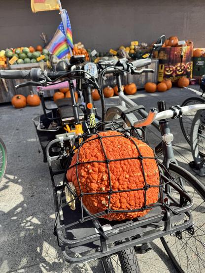 A large, warty, very orange pumpkin strapped securely to the front rack of a cargo bike.