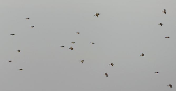 ein Schwarm Stieglitze fliegt nach rechts, von der Sonnen angeleuchtet