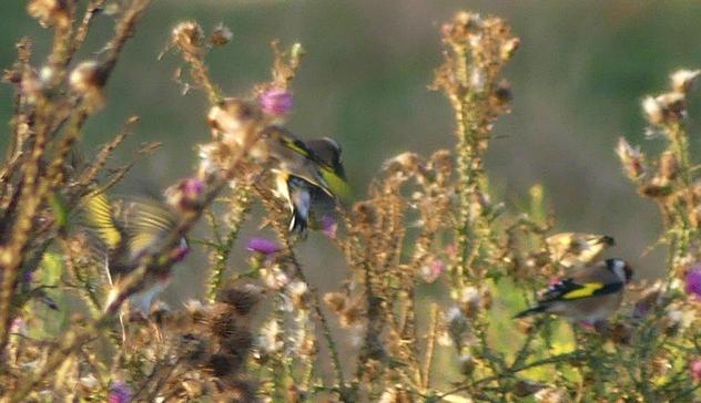 Stiegflitze frühstücken in einer Distel, links landet einer, Sonnenlicht fällt durch einen Flügel