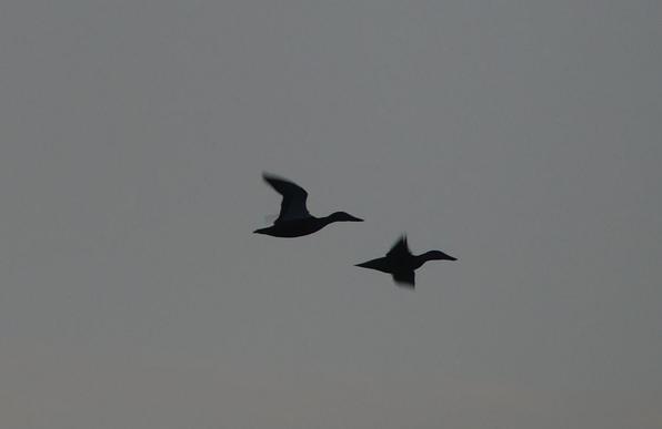 2 Scherenschnittenten im Flug nach rechts