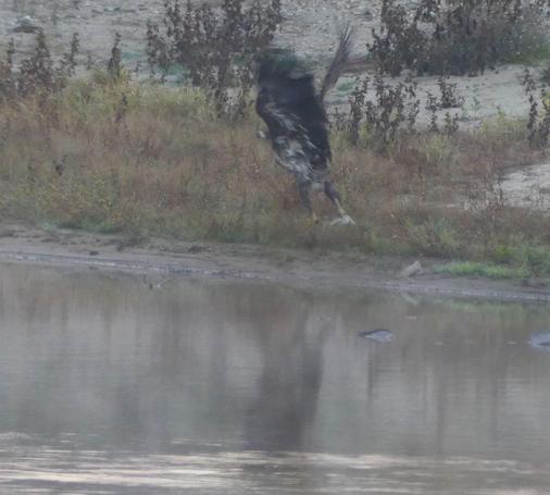 Seedler am Strand, Flügel schwungvoll oben - Startversuch