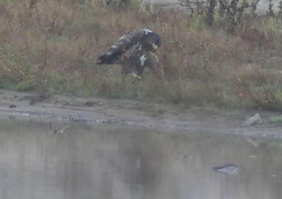 Adler knapp über dem Boden, Fisch irgendwie zwischen Krallen und Schnabel, er wirkt fuchtig, der Adler