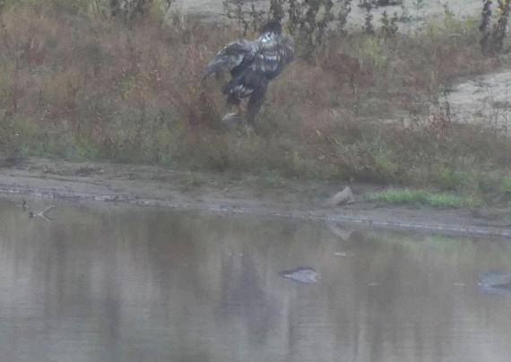 Adler von hinten, läuft, an einem Fuß der Fisch