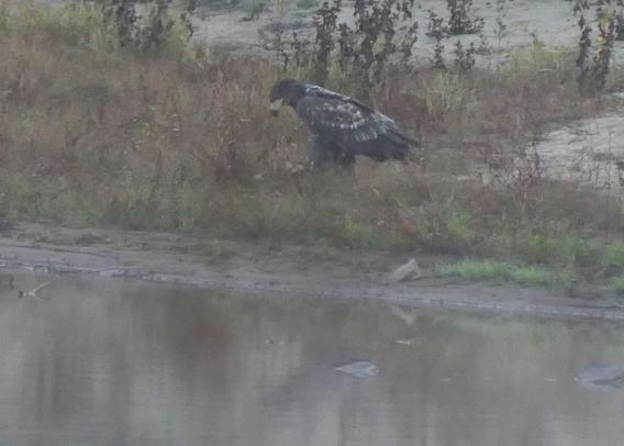 Adler schut verzagt auf den Fisch