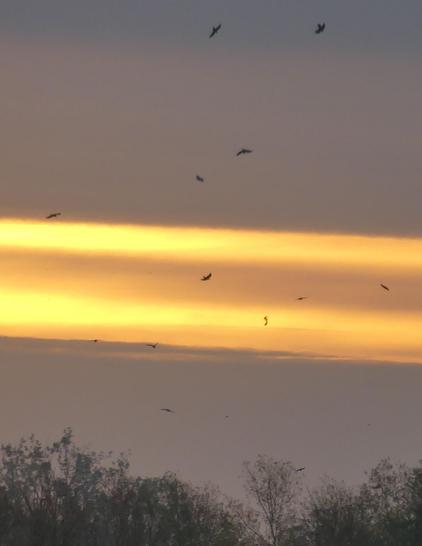 Himmel oben und unten dunkel, Goldstreifen dazwischen, Krähen lassen sich in Baumkronen fallen