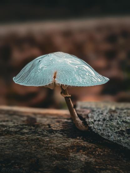 A solitary mushroom growing on wood. The translucent, pale blue-cyan cap has a glassy, gel-like texture that reflects light across its dome. Fine radial striations extend out to its scalloped edge, and a slight vertical notch or mark is visible near the center.

The mushroom rests on a textured piece of dark, aged wood. The background features a soft, heavily blurred wash of warm brown and earth tones, making the cool cyan cap stand out.
