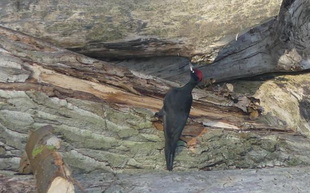 Specht bestaunt weiter das Holz, das schwarze Gefieder schimmert blau