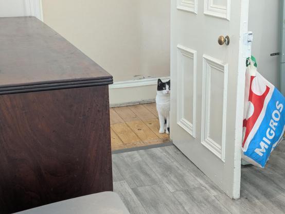 tuxedo cat standing just outside the kitchen door, staring at ???