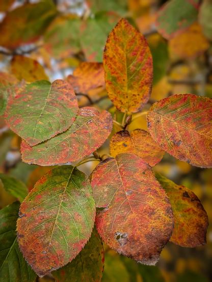 A close-up shot of autumn foliage. The leaves display a rich transition of fall colors, blending deep greens, rustic reds, vibrant oranges, and muted yellows with small brown speckles and spots across the surface.

Soft, natural daylight illuminates the leaves, highlighting fine textures, slight imperfections, and small holes on the surface of the older foliage.