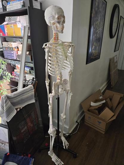 One fully accurate classroom skeleton, labeled with dry erase marker, for my sister in law who's going to med school.