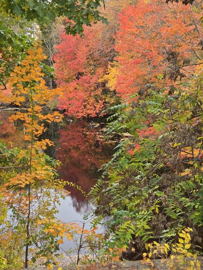 A photo of a pond surrounded by trees changing color in the autumn season.