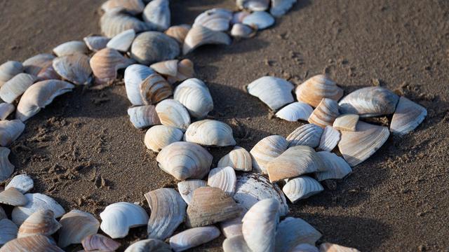 A zoomed-in cropped view of part of an ampersand, formed of bits of broken white shells, on a plain sandy beach.