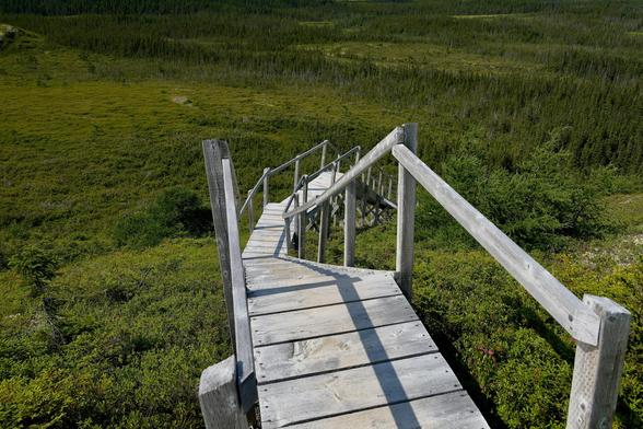 A wooden staircase with a railing curves down through a lush green landscape, surrounded by various plants and trees. The scene depicts a tranquil outdoor setting, inviting exploration. Picture taken at the highest point of the Alexander Murray hiking trail on Newfoundland.