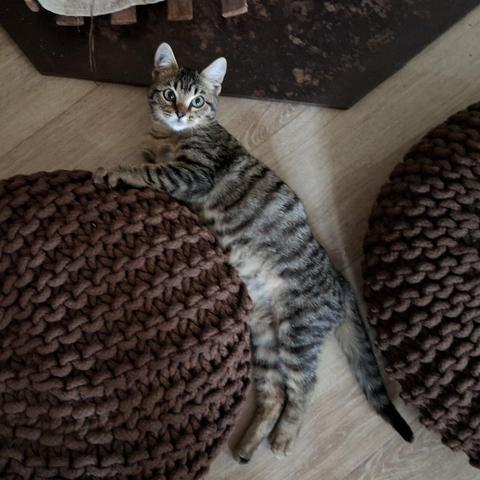 Charlie, a kitten, playing with beanbags, close to the stove.