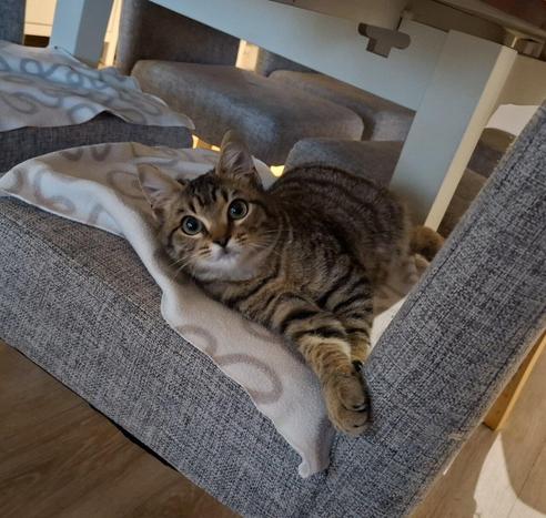 Charlie, a kitten, relaxing on a chair.