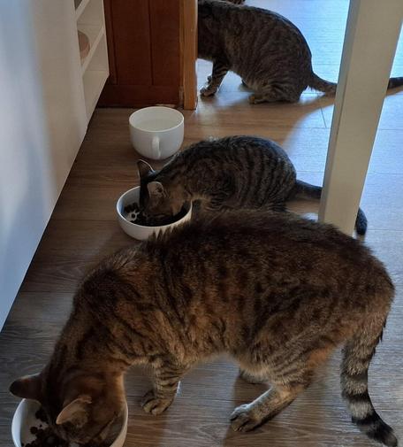 Charlie, a kitten, eat his meal near to Tigrette, a 14 years old female cat,  and Geuloush in background, a 4 years old male.
