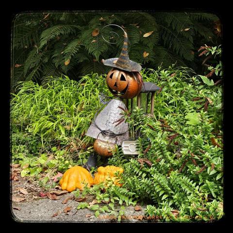 A cute little whimsy witch stands waiting for Halloween by the stairs in the ferns. The yard art has a sweetly grinning pumpkin head with little wire curls, a pointy tin hat ending in a curlicue, a tin colored A-line dress, and is holding a jack-o-lantern candy bucket in black wire hands.