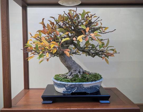 A shohin sized deciduous bonsai showing fall colours. Perhaps a pyrocantha? It has a nice tapered trunk and plentiful branches, plus a mature radial rootbase. The tree is growing in a blue and white pot with a dragon design, and displayed on a small dark wood stand.