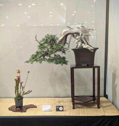 A large semi-cascade Eastern white cedar bonsai, with extensive deadwood sections. The tree is displayed on a tall wooden stand, with a tall pitcher plant as an accent. The pitcher plant is flowering.