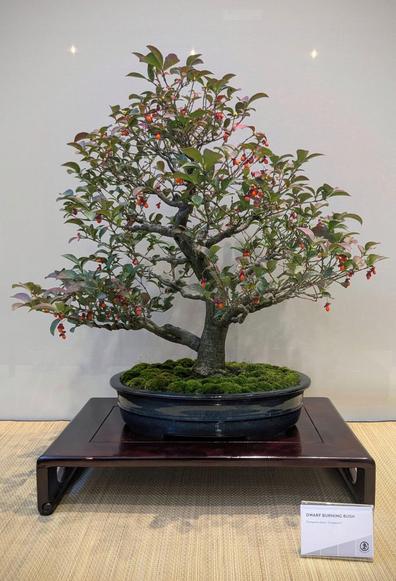 A dwarf burning bush grown in a bonsai tree form. The tree is planted in a blue oval pot and displayed on a dark wooden stand. The tree has a hint of fall colour, and plentiful orange fruits.