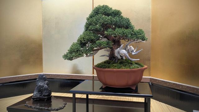 A medium-sized juniper bonsai with moderate deadwood sections, growing in a deep unglazed pot. It is displayed on a tiered wooden stand with a suiseki (viewing stone). Behind it is a three-paneled gold backdrop that isolates the display from the busy background.
